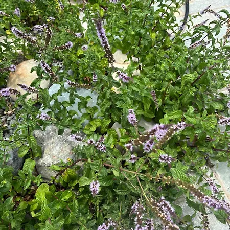 Sunset Σπίτι διακοπών