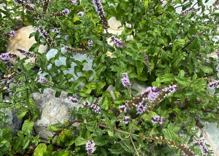 Sunset Prázdninový dům